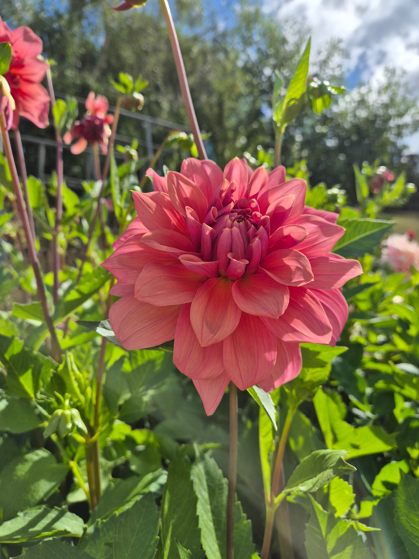 Lileah Caramel Rose