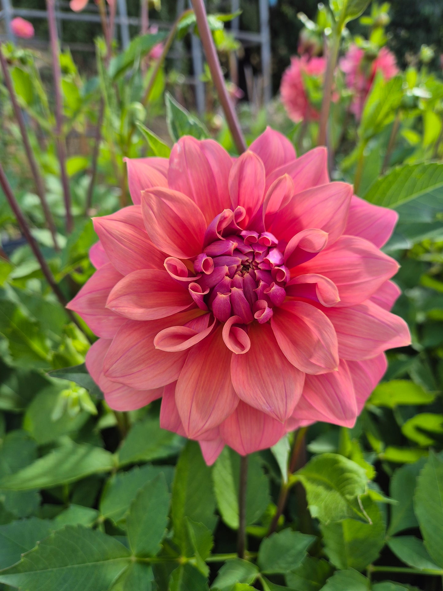Lileah Caramel Rose