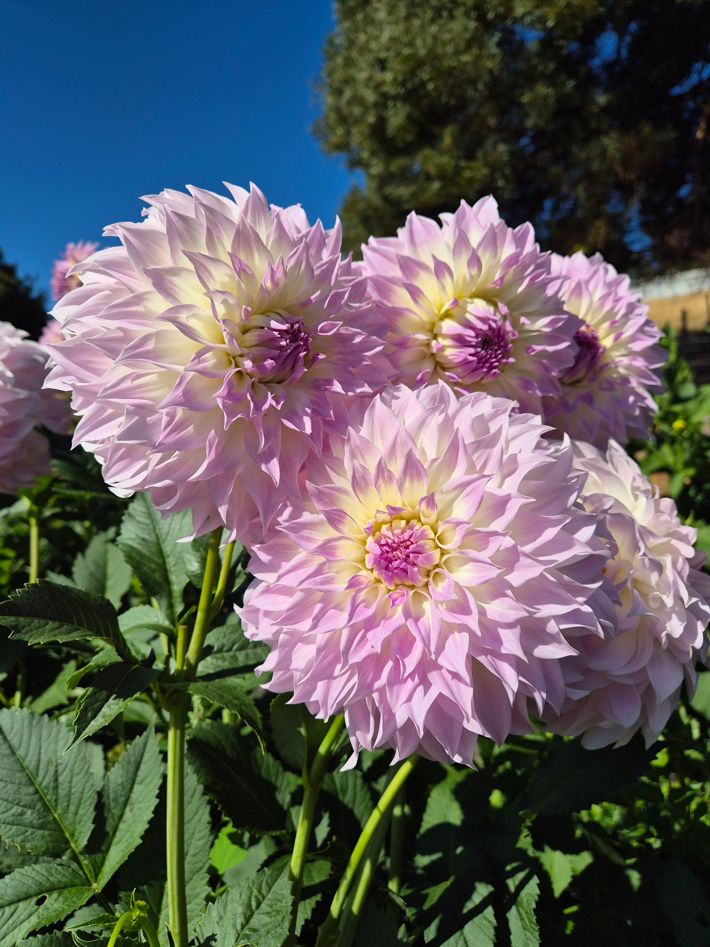 Anne's Delight