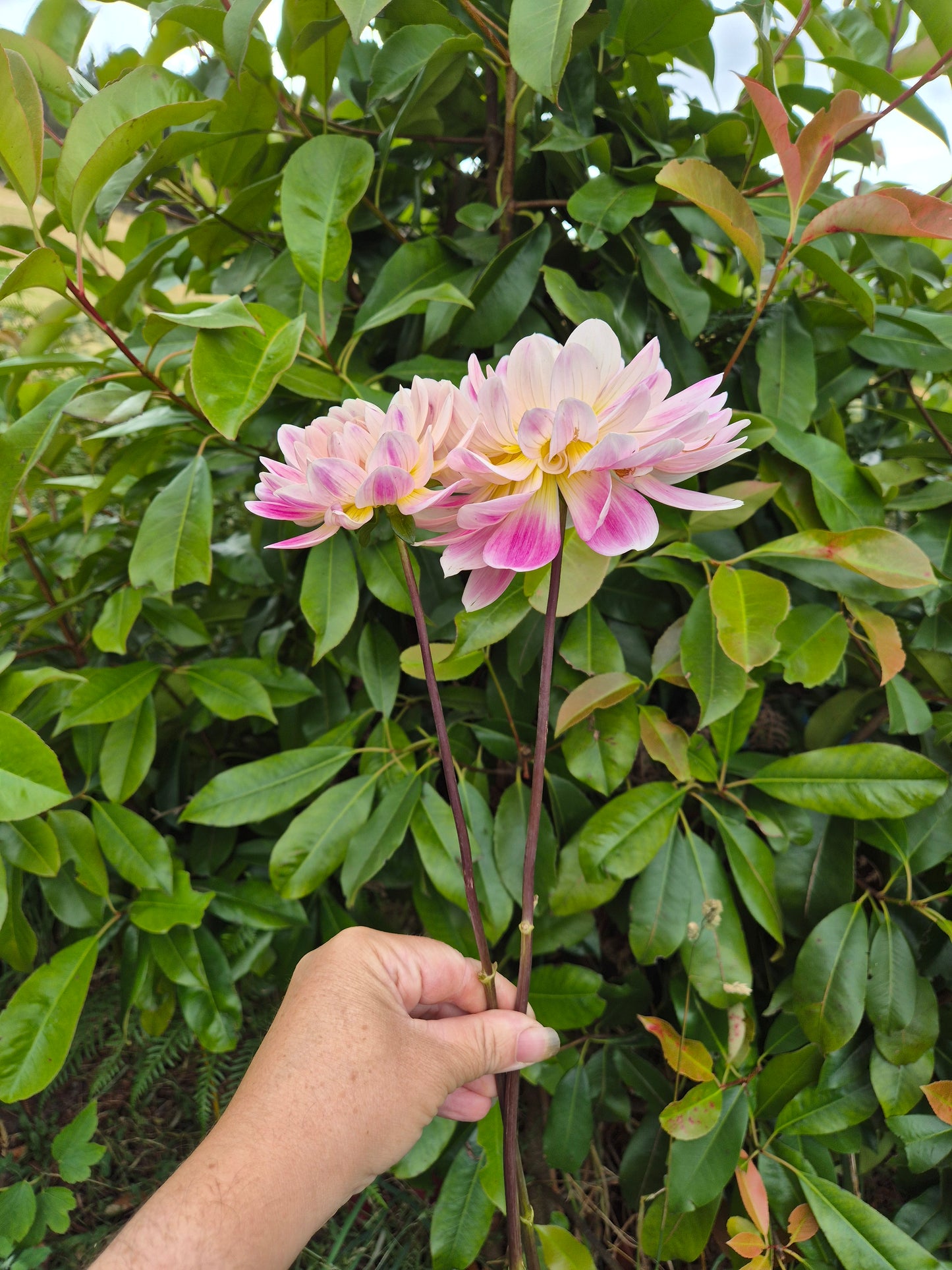 Kelgai Ann