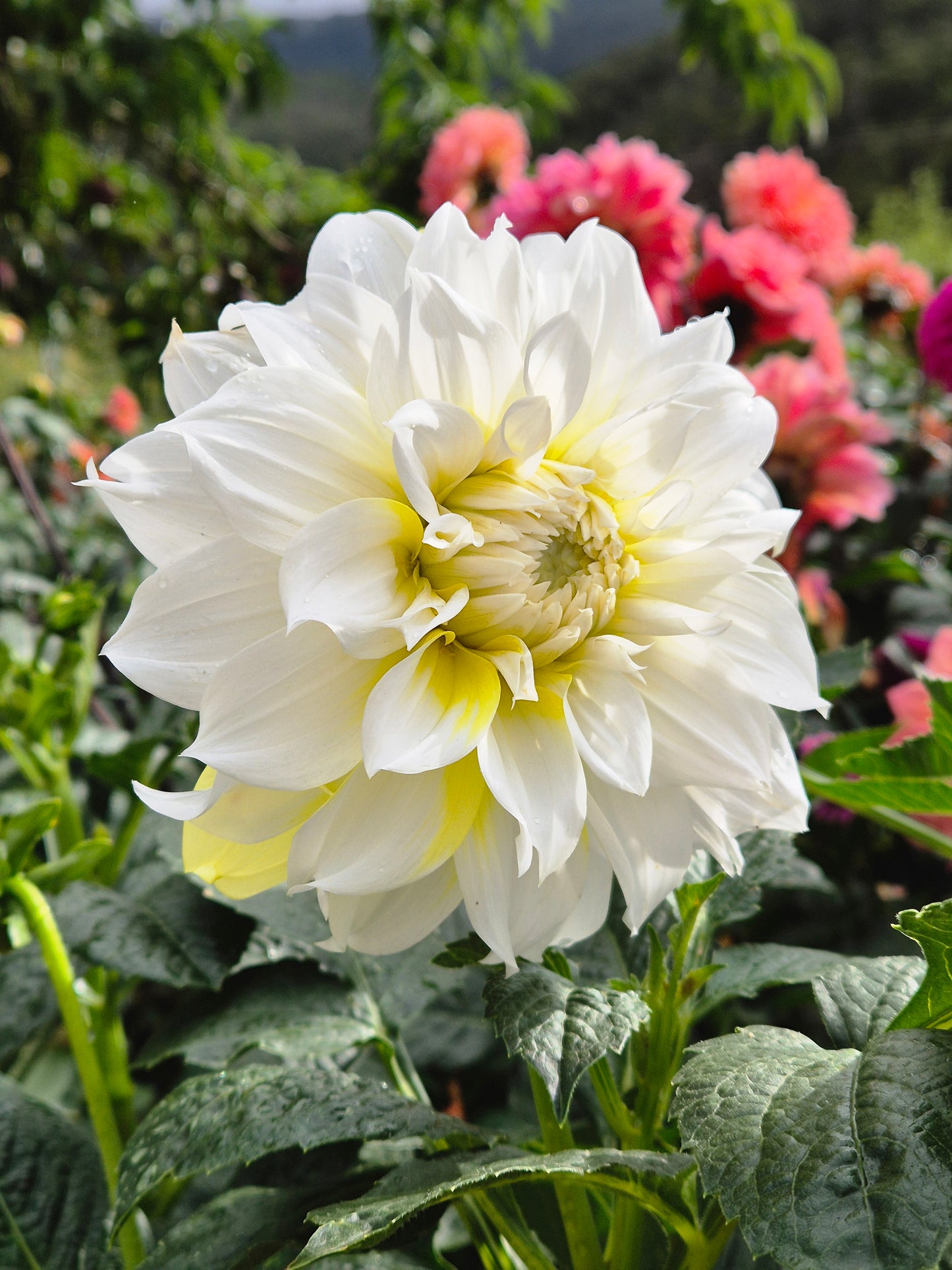 Lemon Snow