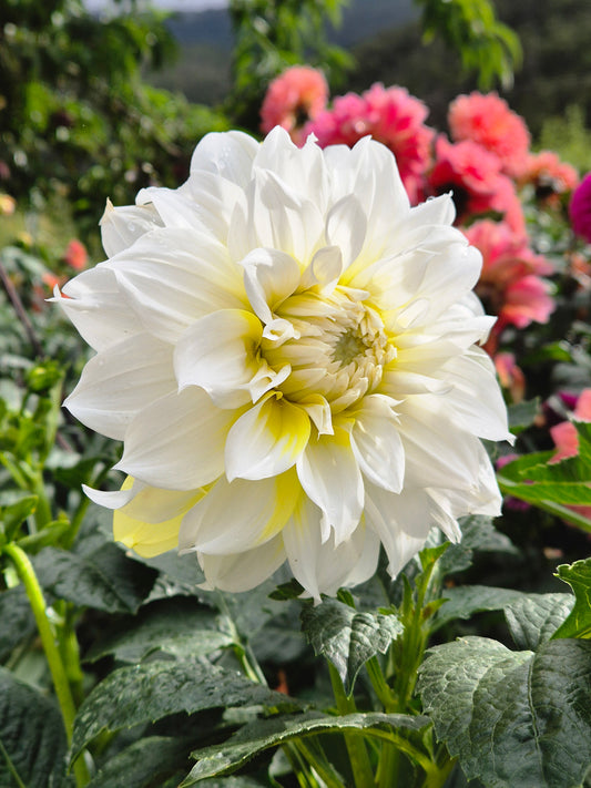 Lemon Snow