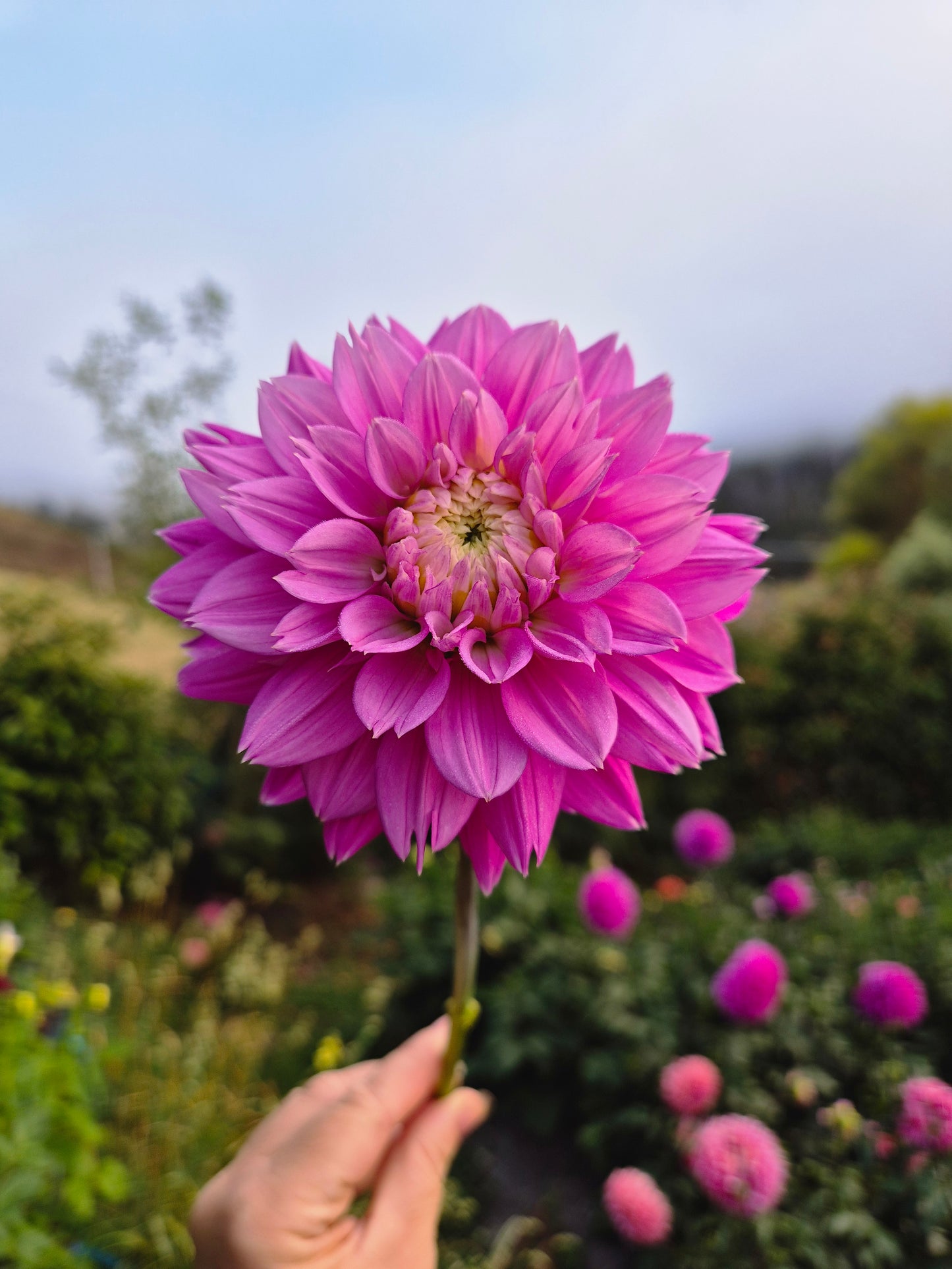 Florelie Tutu