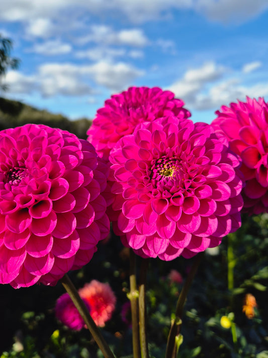 Mary's Jomanda - Potted Plant (PICK UP ONLY)