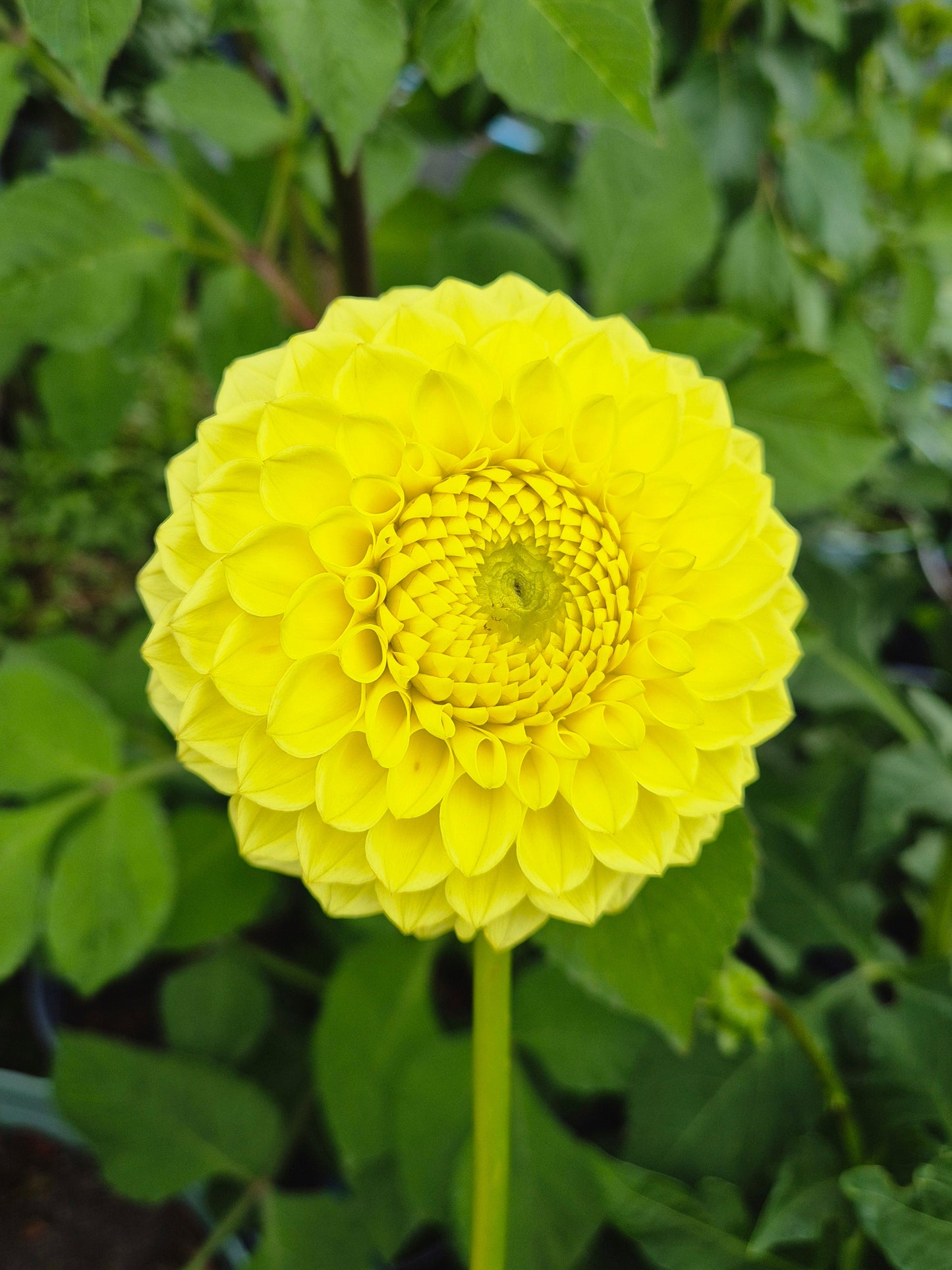 Blyton Golden Girl